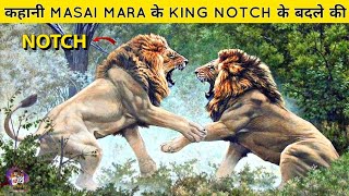 The Story of a Lion Revenge  कहानी Masai Mara ke Lion King Notch के बदले की । [upl. by Sdlonyer]