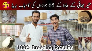 Visit Muneer Bhai 65 Pairs Java Sparrow Setup  Java Sparrow Breeding Progress  Birds [upl. by Norej70]