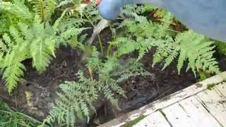 Grow Tree Ferns [upl. by Ami]