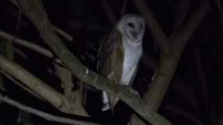 Barn Owl screeching at Sunderbans [upl. by Collyer]