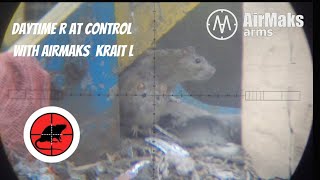 RATTING WITH AIR RIFLE  THE BEST DAYTIME RATTING VIDEO ON YOUTUBE [upl. by Lafleur202]