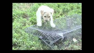 Pointing lab pup training  intro to upland birds [upl. by Emalee]