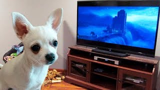 My dog howling to a German shepherd howling with wolves from Zootopia♥ [upl. by Shargel730]