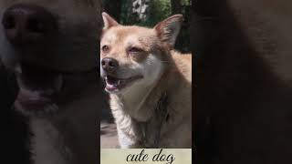 Dog 🐕 growling loudly 5kviral video shorts [upl. by Laroy739]