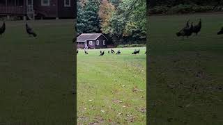 The sounds 28 turkeys make wildlife turkey animals [upl. by Roselia661]