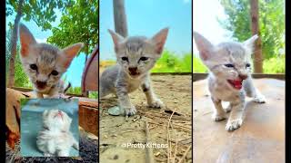 CUTE KITTENS MEOWING LOUDLY amp CALLING MAMA 🐈🥰 [upl. by Critchfield]