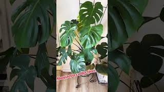 Monstera collection plants monsteradeliciosa thaiconmonstera [upl. by Eniamert]