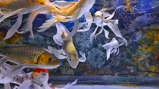 RELAXING WATER SOUND  THE BEAUTIFUL OF FISH IN THE AQUARIUM COLOUR FISH [upl. by Whitver]