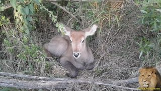 Baby Waterbuck vs Jackal [upl. by Read473]