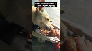 🥥 urika ariyavagai porul 🤣 dog comedy trendingshorts funny trendingvideo shorts foryou [upl. by Aieka]