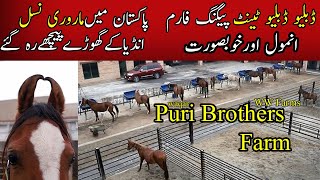 WW Tent Pegging Farms I Colt I Stud I Marwari Horses in Pakistan Part1 Puri Brothers Farms [upl. by Nyrrat]