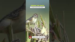 Feeding Chicks In The nest  Cisticola juncidis [upl. by Madid315]