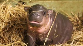 Adorable baby pygmy hippo born [upl. by Lyndy]