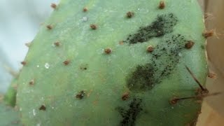 How to clean Mold off Cactus plants  Opuntia Nopales  Opuntia pads [upl. by Borek]