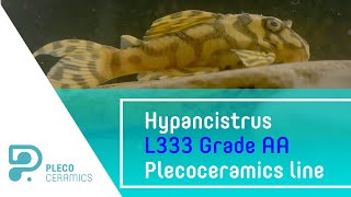 Hypancistrus L333 Grade AA Plecoceramics line [upl. by Pomeroy698]