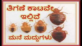 ತಿಗಣೆ ಕಾಟ  HOW TO KILL BED BUGS IN KANNADA  TIGANE  THIGANE  bed bugs in Kannada  bed bugs [upl. by Lamahj]