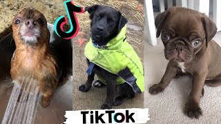 Cute amp Funny DOGS of TikTok  Best Compilation of Dog TIK TOKS [upl. by Hsekar]