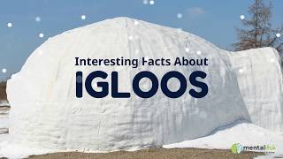 Interesting Facts About Igloos [upl. by Sedaiuqlem365]