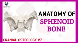 Sphenoid Bone Anatomy  Cranial Osteology 7 [upl. by Kelcy156]