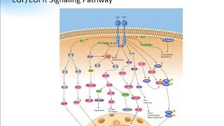 EGF EGFR Signaling Pathway Creative Diagnostics [upl. by Laud]