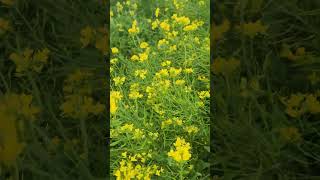 Beautiful mustard flowermustardflowerplantsmustardflowerseedsongshortspleassubscribetravel [upl. by Viva688]