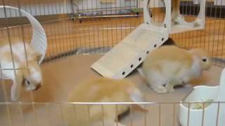 うさぎの赤ちゃん達のサークル遊び 4 Weeks Old  Baby Holland Lop Bunnies [upl. by Skill]