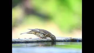 Ökse ardıcı » Mistle Thrush » Turdus viscivorus [upl. by Bridgid]