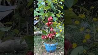 New technique of growing Rose Apple plant roseapple roseapplegrafting farming viral shorts [upl. by Odnavres]