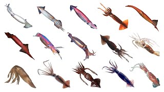 Types Of Flying Squids  Species Of Flying Squids  Flying Squids [upl. by Eiramanna]