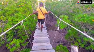 MIDA CREEK LOCATED IN WATAMUThe Swing BridgeMangrove treesFish and Birds [upl. by Rhianna]