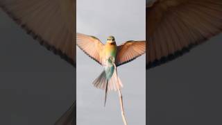 Blue tailed bee eater  sony a6400  Tirunelveli [upl. by Shushan]