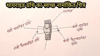 thyroidgland thyroid gland diagram थायराइड ग्रंथि [upl. by Mastat]