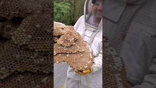 MASSIVE European Hornets Nest INFESTATION [upl. by Leontina968]