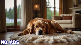 15 HOURS of Deep Separation Anxiety Music for Dog Relaxation Helped 4 Million Dogs Worldwide 19 [upl. by Nigem146]