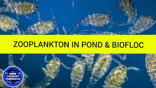 ZOOPLANKTON IN POND amp BIOFLOC SYSTEM CULTURE [upl. by Oilicec749]