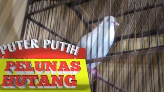 Ini dia  Burung puter putih pelunas hutang [upl. by Jacenta]