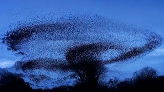 Winter Starling Murmuration  4K  Discover Wildlife  Robert E Fuller [upl. by Ajan]