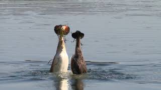 Great crested grebes courtship dance  WWT [upl. by Arabel992]