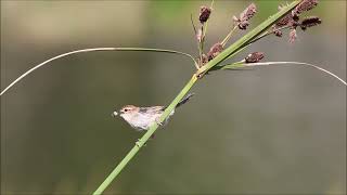 Alarm Call of Levaillants Cisticola  Blissful Birding  Bird Calls [upl. by Aihseket]