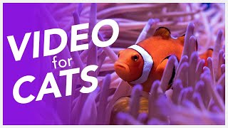 Video For Cats 📺  Underwater Fish Video for Cats 20 Hours of Underwater Diving [upl. by Foulk]