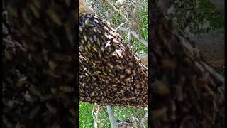 Dorsata Honey Bee Giant Honey 🐝 Bees Hive [upl. by Nwahsek]