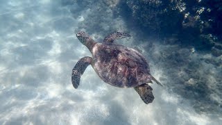 20240816 Olowalu Beach Sea Turtle amp Keiki [upl. by Anne-Corinne860]