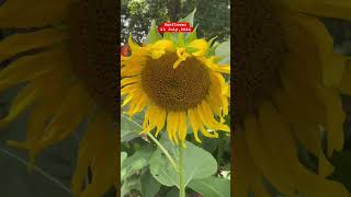 Sunfloweryoutubeshortsflowersshorts [upl. by Jarret]