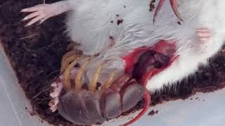 centipede eats mice dehani [upl. by Herstein253]