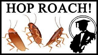 Origins Of The Dancing Cockroach Meme [upl. by Nnylyam]