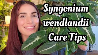 Syngonium wendlandii Care Tips 🌿 how I keep mine happy PLANTMAS Day 14 🎄☃️ [upl. by Epillihp]