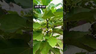 Anjeer Ki Kheti Full Information  Fig Farming anjeer kheti viralshorts [upl. by Gaw343]