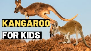 Kangaroo Facts for Kids Learn About the Amazing Marsupial [upl. by Sirromad152]