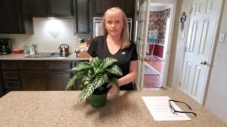 HOW TO TAKE CARE OF A ZEBRA PLANT quotAPHELANDRA SQUARROSAquot [upl. by Micro546]