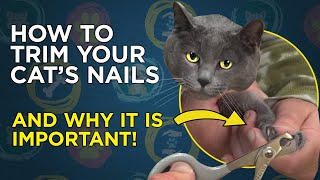 How To Trim Your Cats Nails  VetVid Cat Care Video [upl. by Aimek344]